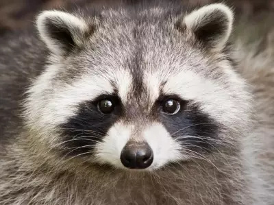 A Raccoon Stealer Weasels its Way Inside Telegram
