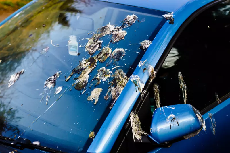 how to remove bird poop from car