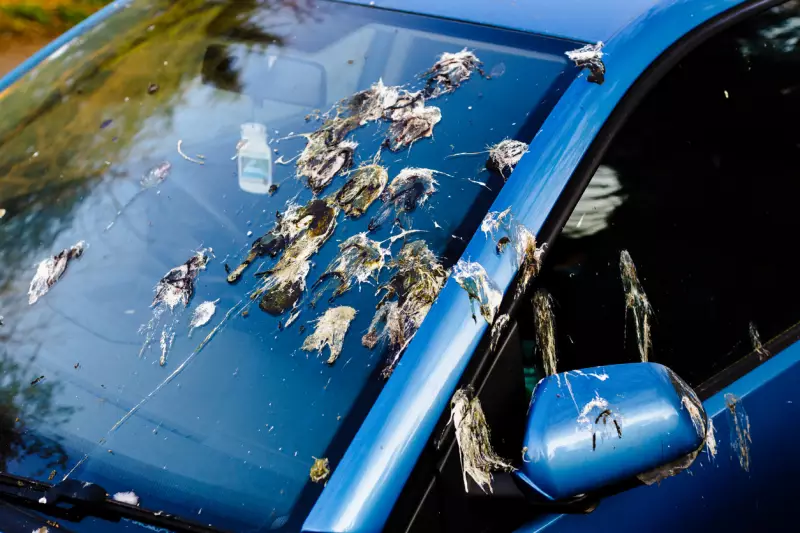 customized bird poop car wet wipes